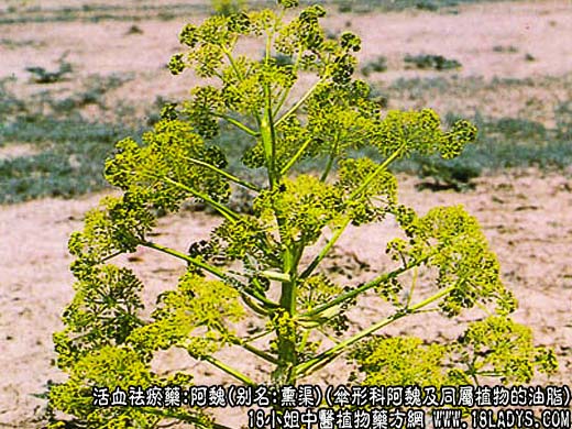 阿魏_阿魏的图片_阿魏的功效与作用 - 第1张  | 中药养生知识-中草药的功效与作用