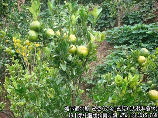 巴豆 - 第1张  | 中药养生知识-中草药的功效与作用