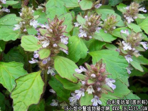 白毛夏枯草【唇形科】 - 第1张  | 中药养生知识-中草药的功效与作用