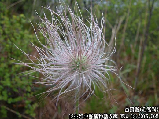 白头翁【毛茛科】 - 第1张  | 中药养生知识-中草药的功效与作用