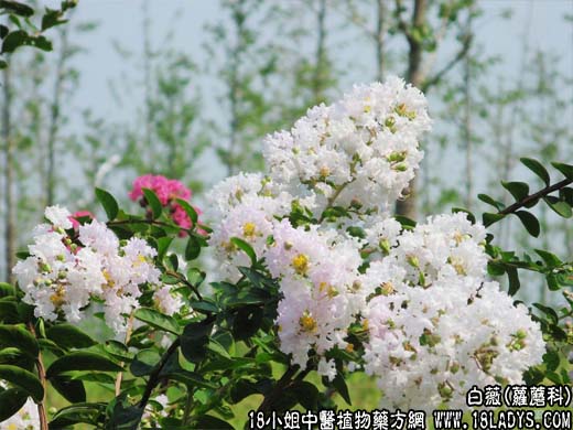 白薇【萝蘑科】 - 第1张  | 中药养生知识-中草药的功效与作用
