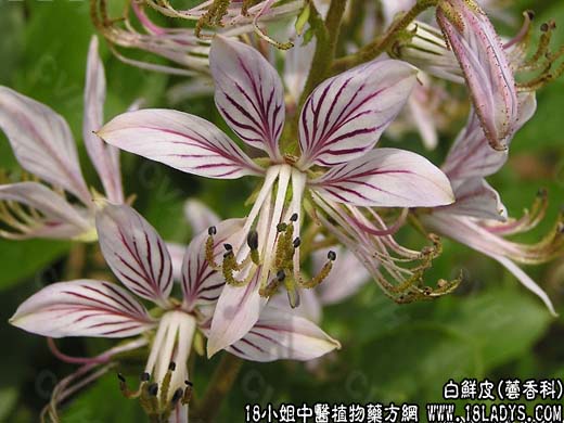 白鲜皮【芸香科】 - 第1张  | 中药养生知识-中草药的功效与作用