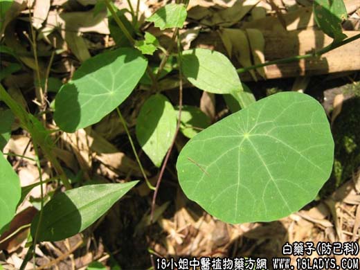 白药子【防己科】 - 第1张  | 中药养生知识-中草药的功效与作用
