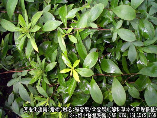 苍术_苍术的功效与作用_苍术图片 - 第1张  | 中药养生知识-中草药的功效与作用