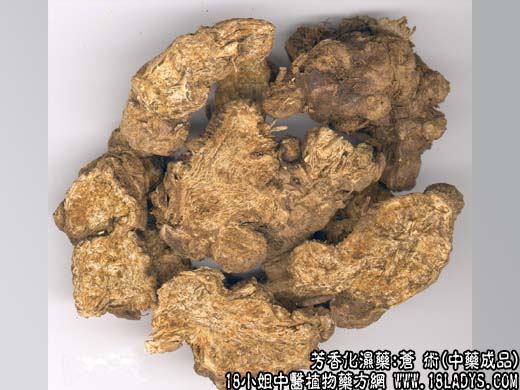 苍术_苍术的功效与作用_苍术图片 - 第2张  | 中药养生知识-中草药的功效与作用