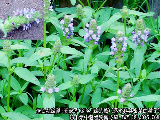 茺蔚子_茺蔚子的功效与作用 - 第1张  | 中药养生知识-中草药的功效与作用