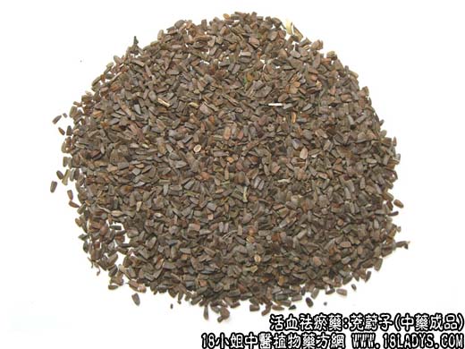 茺蔚子_茺蔚子的功效与作用 - 第2张  | 中药养生知识-中草药的功效与作用