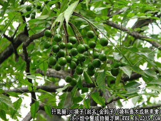 川楝子_川楝子的功效与作用 - 第1张  | 中药养生知识-中草药的功效与作用