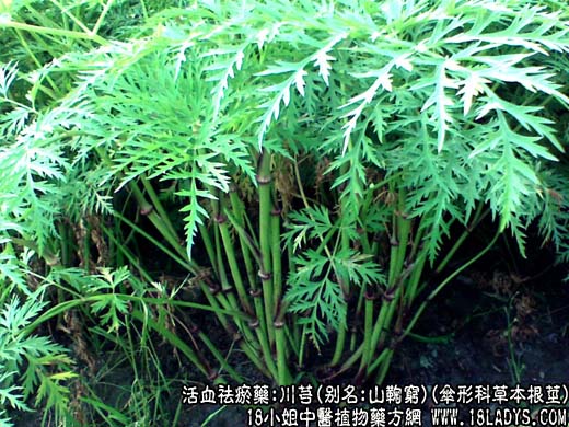 川芎_川芎的功效与作用 - 第1张  | 中药养生知识-中草药的功效与作用