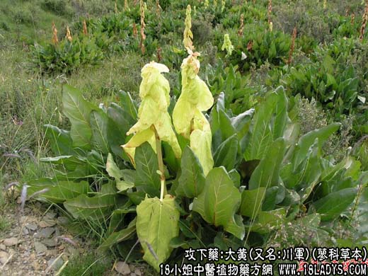 大黄 - 第1张  | 中药养生知识-中草药的功效与作用