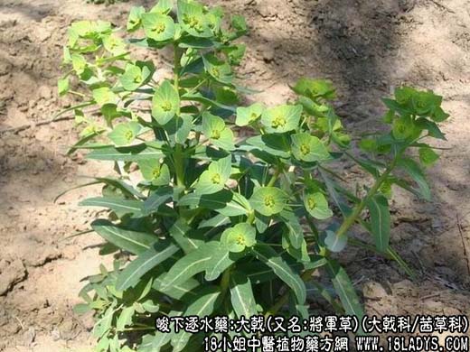 大戟 - 第1张  | 中药养生知识-中草药的功效与作用
