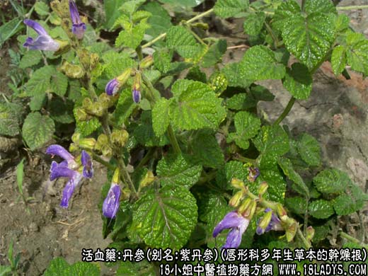 丹参_丹参的作用与功效_丹参图片 - 第1张  | 中药养生知识-中草药的功效与作用