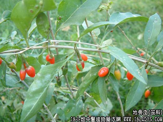 地骨皮【茄科】 - 第1张  | 中药养生知识-中草药的功效与作用