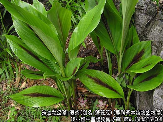莪术_莪术的功效与作用 - 第1张  | 中药养生知识-中草药的功效与作用