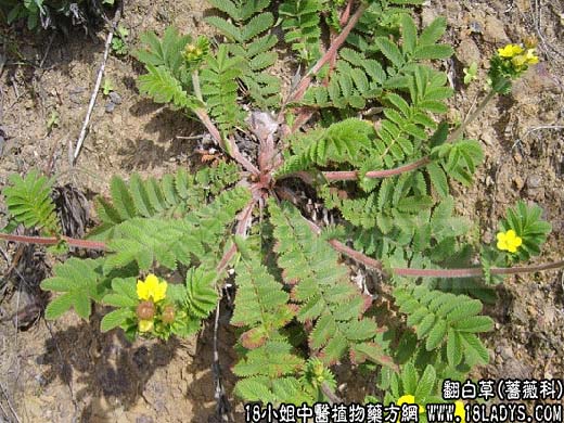 翻白草【蔷薇科】 - 第1张  | 中药养生知识-中草药的功效与作用