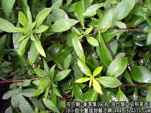 番泻叶 - 第1张  | 中药养生知识-中草药的功效与作用