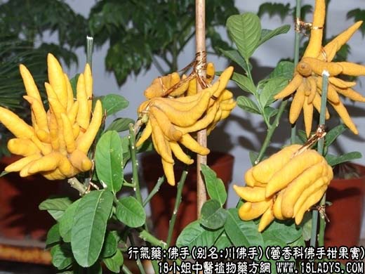 佛手_佛手的功效与作用 - 第1张  | 中药养生知识-中草药的功效与作用