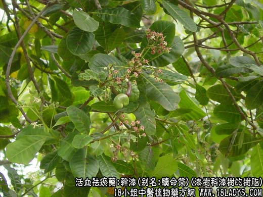 干漆_干漆的图片_干漆的功效与作用 - 第1张  | 中药养生知识-中草药的功效与作用