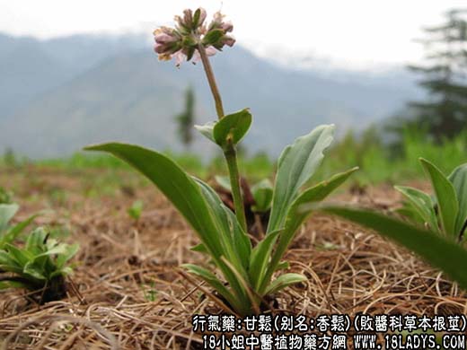 甘松_甘松的功效与作用 - 第1张  | 中药养生知识-中草药的功效与作用