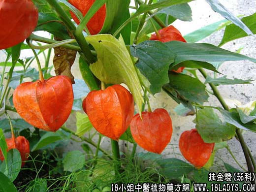 挂金灯【茄科】 - 第1张  | 中药养生知识-中草药的功效与作用