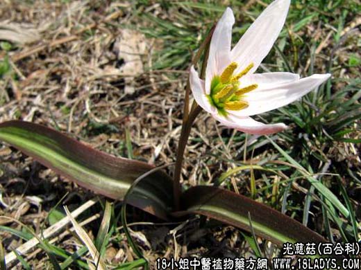 光慈菇【百合科】 - 第1张  | 中药养生知识-中草药的功效与作用