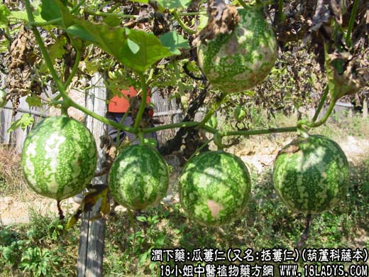 瓜蒌仁 - 第1张  | 中药养生知识-中草药的功效与作用