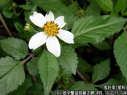 鬼针草【菊科】 - 第1张  | 中药养生知识-中草药的功效与作用