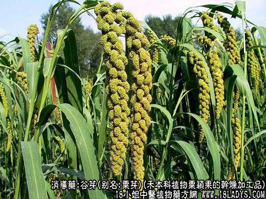 谷芽_谷芽的功效与作用_谷芽图片 - 第1张  | 中药养生知识-中草药的功效与作用
