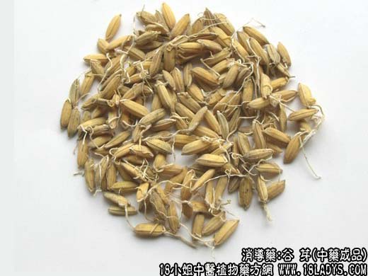 谷芽_谷芽的功效与作用_谷芽图片 - 第2张  | 中药养生知识-中草药的功效与作用