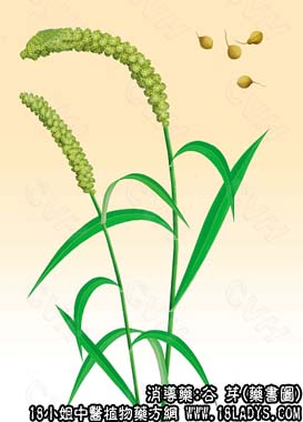 谷芽_谷芽的功效与作用_谷芽图片 - 第3张  | 中药养生知识-中草药的功效与作用