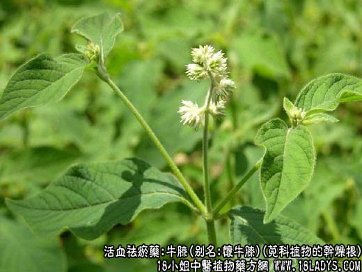 牛膝_牛膝的功效与作用 - 第1张  | 中药养生知识-中草药的功效与作用
