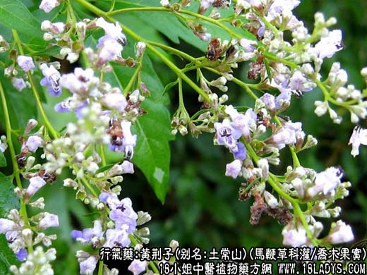 黄荆子_黄荆子的功效与作用 - 第1张  | 中药养生知识-中草药的功效与作用