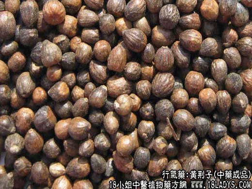 黄荆子_黄荆子的功效与作用 - 第2张  | 中药养生知识-中草药的功效与作用