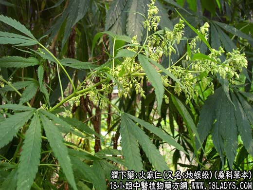 火麻仁 - 第1张  | 中药养生知识-中草药的功效与作用