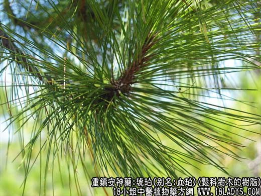 琥珀_琥珀的功效与作用_琥珀图片 - 第1张  | 中药养生知识-中草药的功效与作用