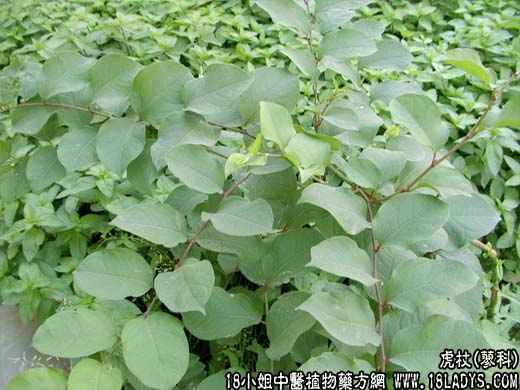 虎杖【蓼科】 - 第1张  | 中药养生知识-中草药的功效与作用