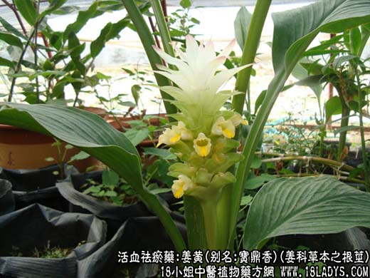 姜黄_姜黄的功效与作用 - 第1张  | 中药养生知识-中草药的功效与作用