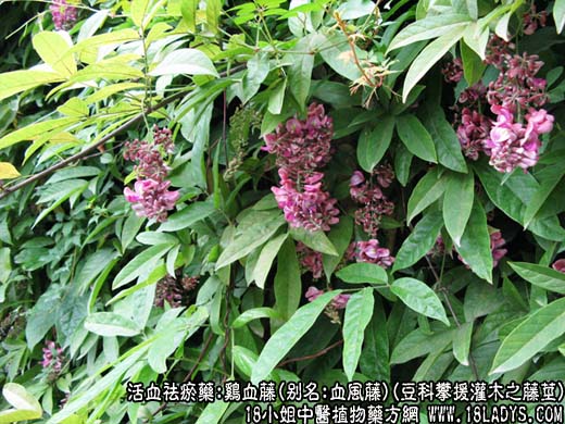 鸡血藤_鸡血藤的功效与作用 - 第1张  | 中药养生知识-中草药的功效与作用