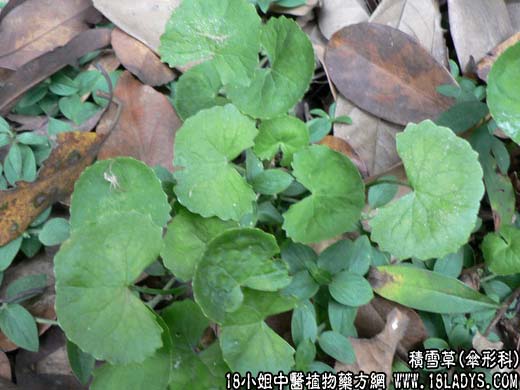 积雪草【伞形科】 - 第1张  | 中药养生知识-中草药的功效与作用
