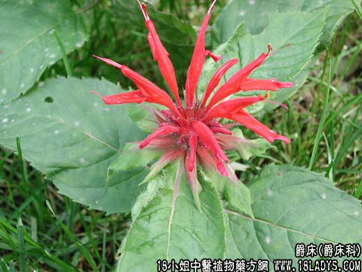 爵床【爵床科】 - 第1张  | 中药养生知识-中草药的功效与作用
