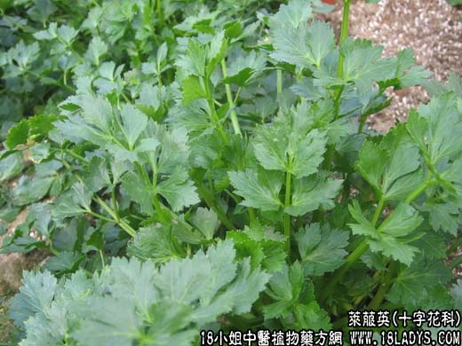 莱菔英【十字花科】 - 第1张  | 中药养生知识-中草药的功效与作用