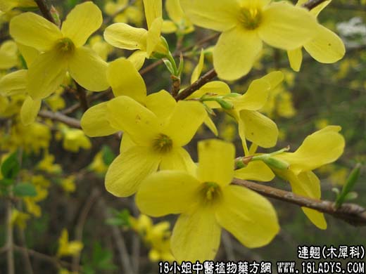 连翘【木犀科】 - 第1张  | 中药养生知识-中草药的功效与作用