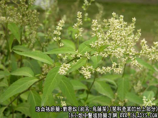 刘寄奴_刘寄奴的功效与作用 - 第1张  | 中药养生知识-中草药的功效与作用