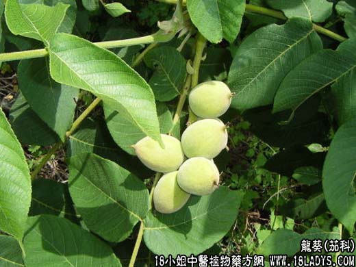 龙葵【茄科】 - 第1张  | 中药养生知识-中草药的功效与作用