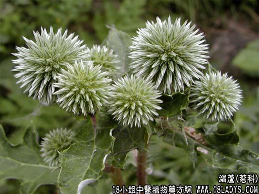 漏芦【菊科】 - 第1张  | 中药养生知识-中草药的功效与作用