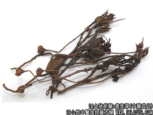 鹿衔草_鹿衔草的图片_鹿衔草的功效与作用 - 第2张  | 中药养生知识-中草药的功效与作用