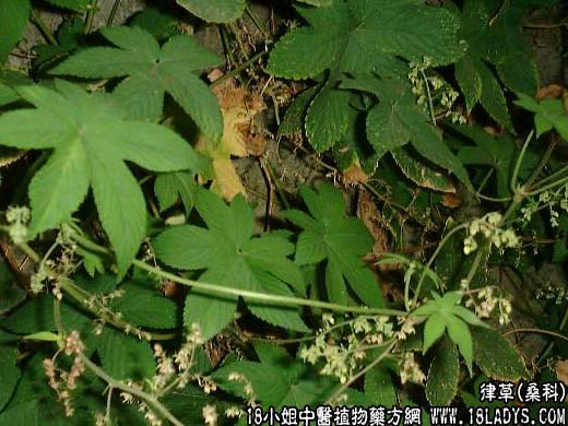 葎草【桑科】 - 第1张  | 中药养生知识-中草药的功效与作用