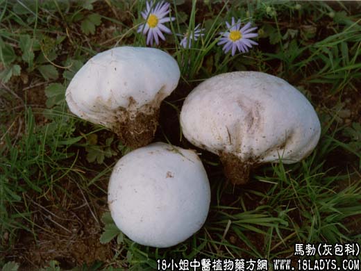马勃【灰包科】 - 第1张  | 中药养生知识-中草药的功效与作用