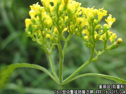 墓头回【败酱科】 - 第1张  | 中药养生知识-中草药的功效与作用