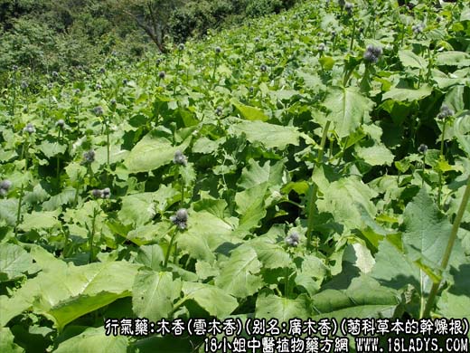 木香_木香的功效与作用_木香图片 - 第1张  | 中药养生知识-中草药的功效与作用